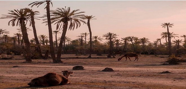 marrakech to zagora-2 days article